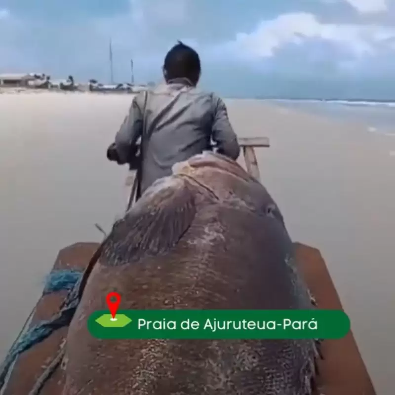 Encontrado na Praia de Ajuruteua: O Gigante Marinho, Peixe Mero, Surpreende Moradores Locais